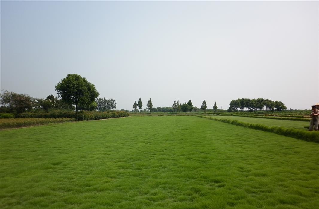 各种边坡绿化草种,边坡绿化草种如何选择