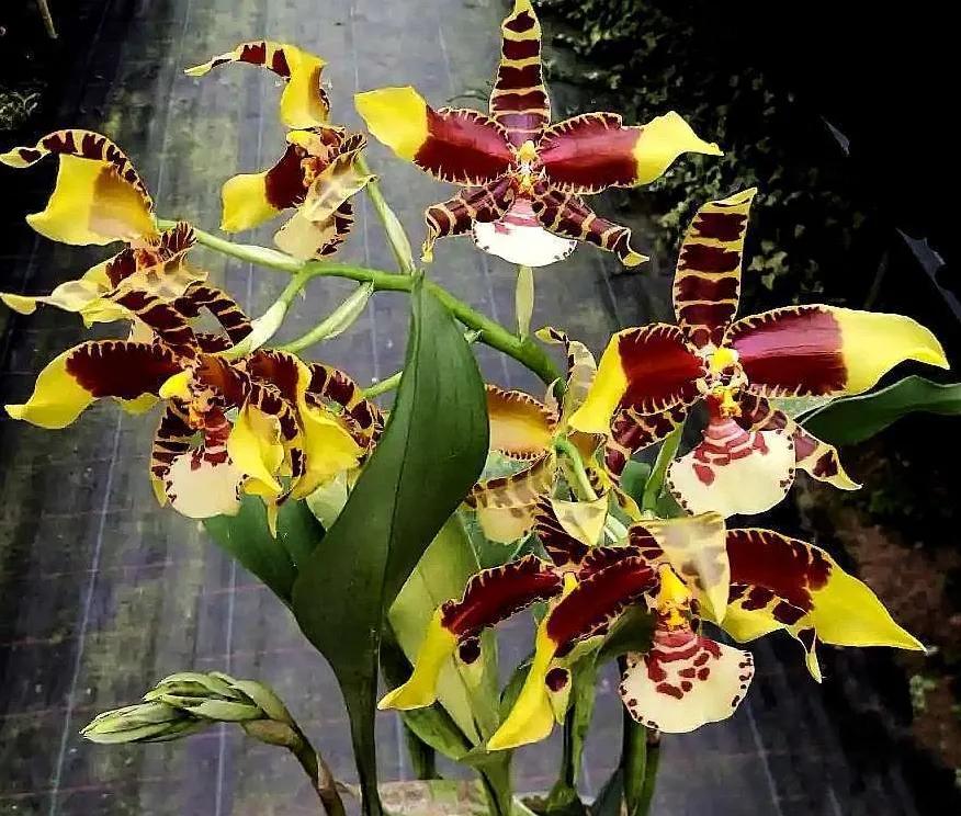 兰花高洁的古诗,高洁典雅的兰花壁纸