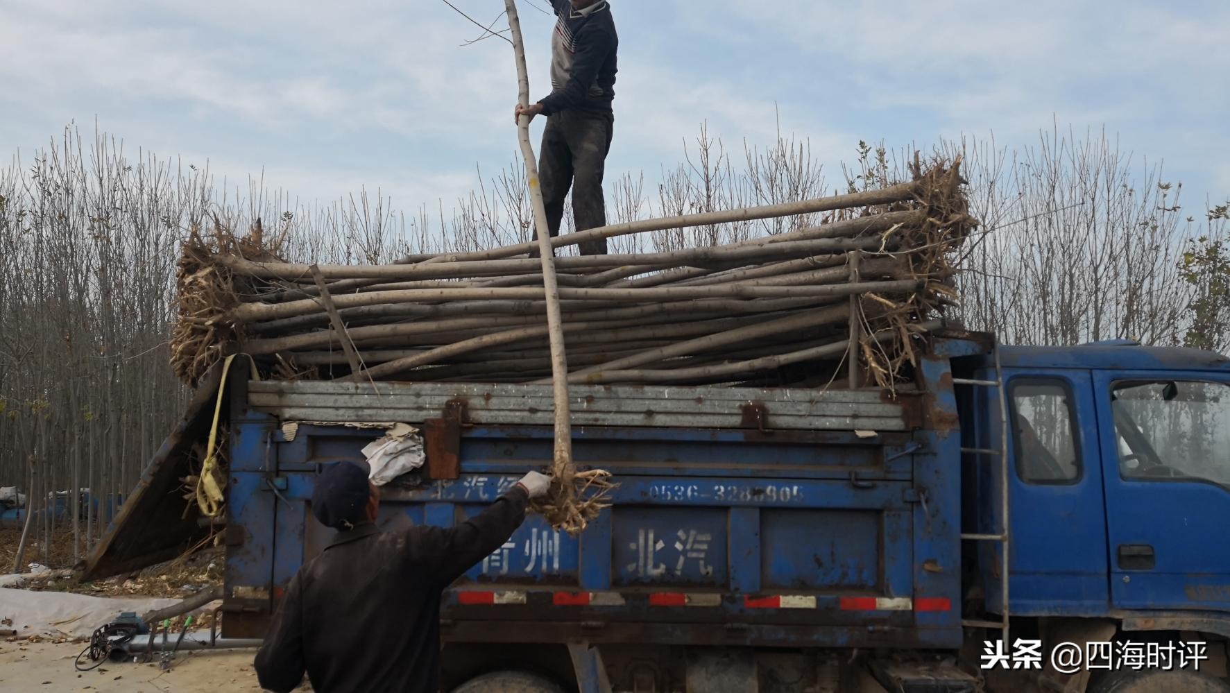 开封速生白蜡树苗多少钱一棵,速生白蜡树十公分什么价格