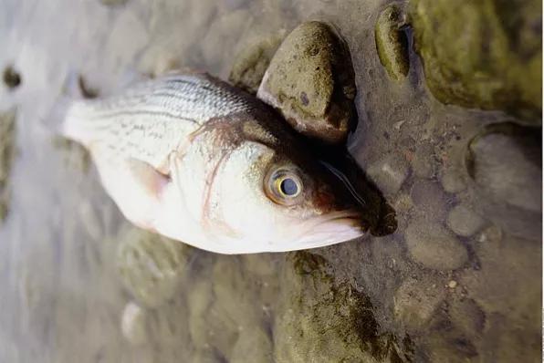 “无耻”食舌虱：一生只为硬给鱼个新“舌头”！它的危害有多大？