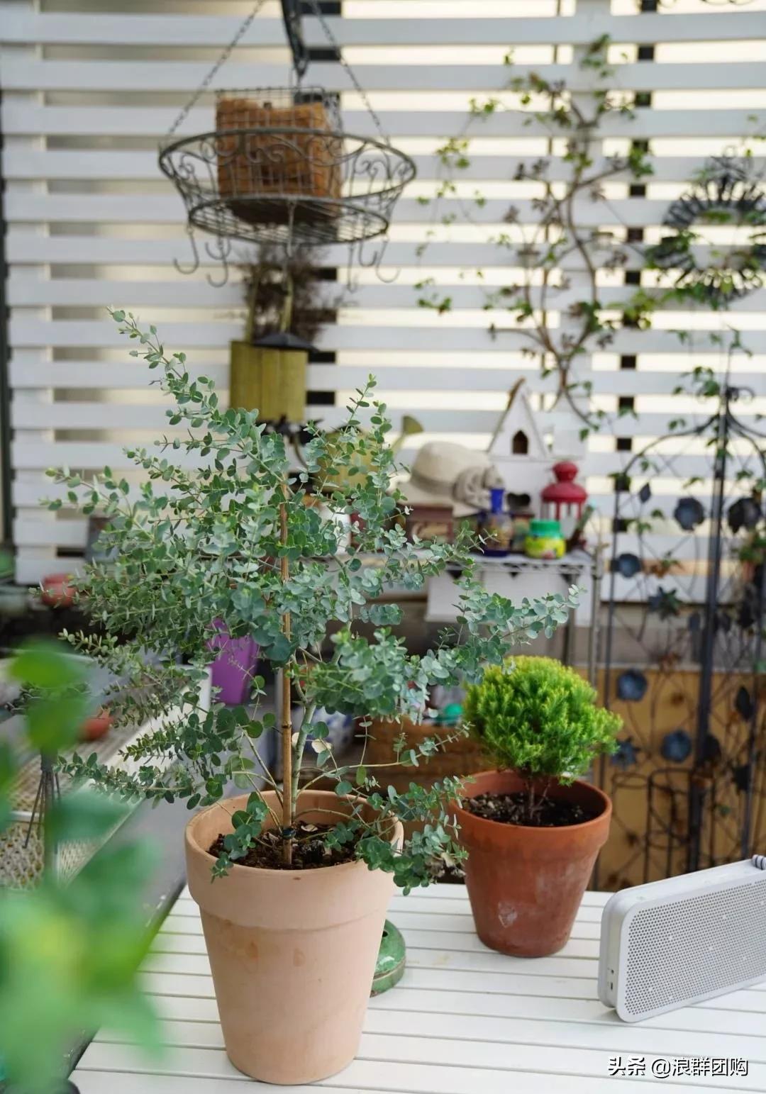 尤加利灰色好看吗,尤加利青配色图片