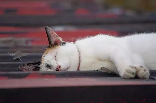 撸猫人士必去的旅游景点,探访猴硐猫村