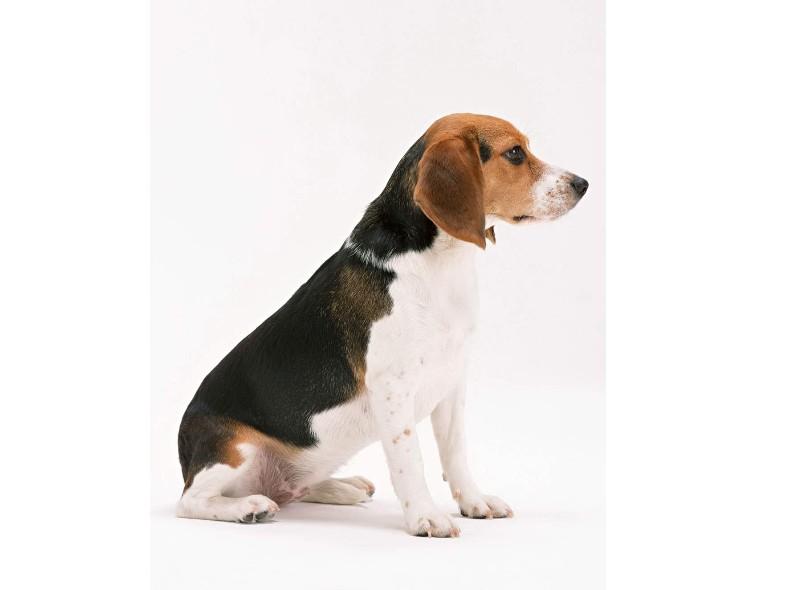 狗狗买什么品种最合适,怎么给狗狗选择宠物狗品种