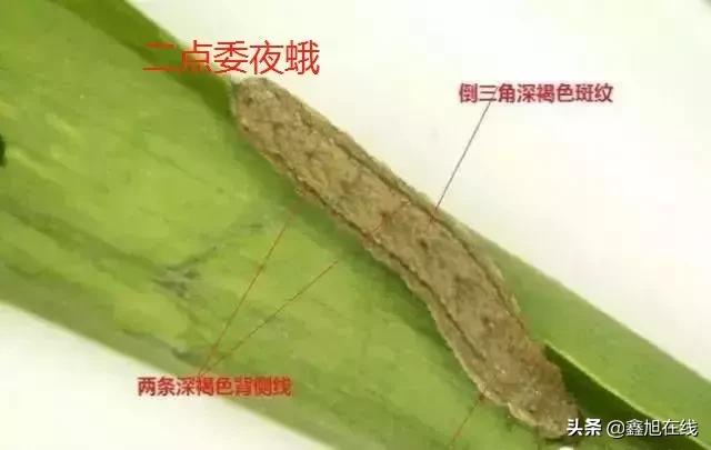 9大肉虫防治，赶紧认清
