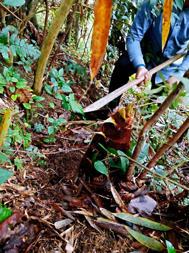 蓝竹笋要怎么做才好吃,蓝竹笋怎么做好吃又简单家常