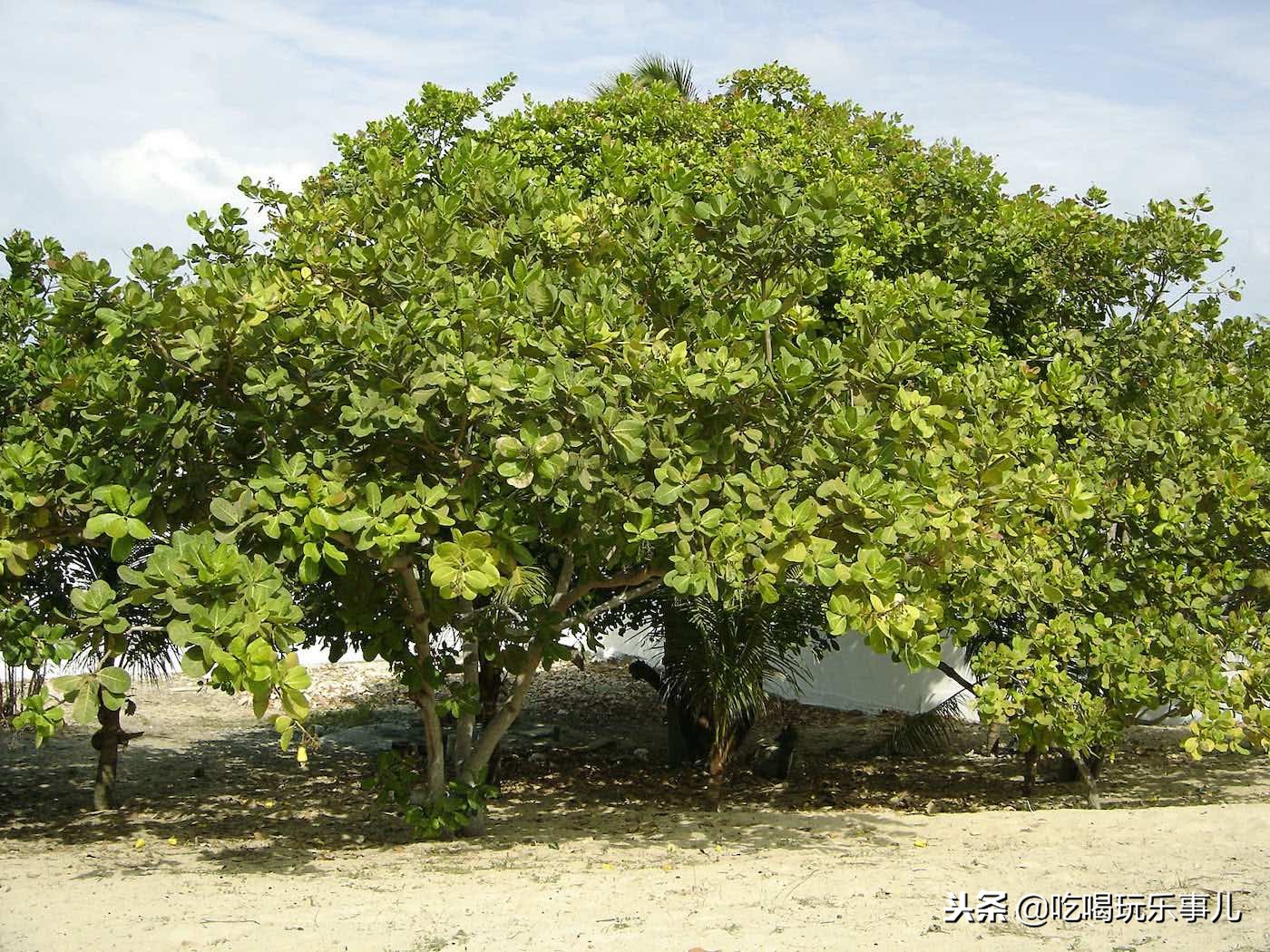 像花生一样好吃的腰果长在树上吗,腰果树上的腰果