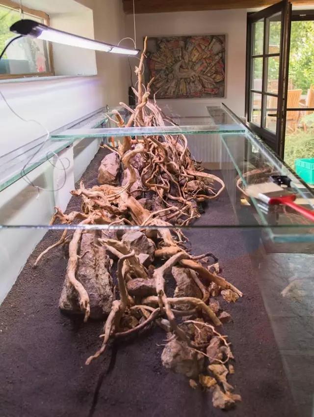 本色水景水草造景培训,本色水景水草培训