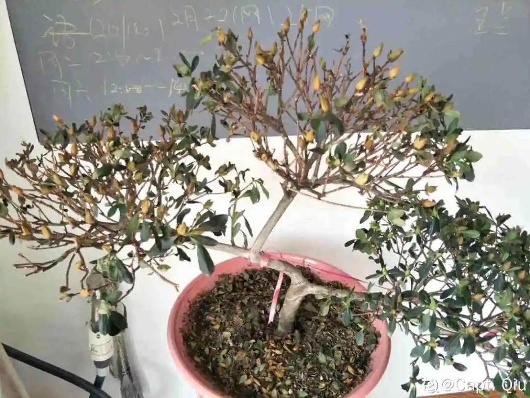 花买回来叶子蔫了怎么办,花掉花苞有什么好方法吗