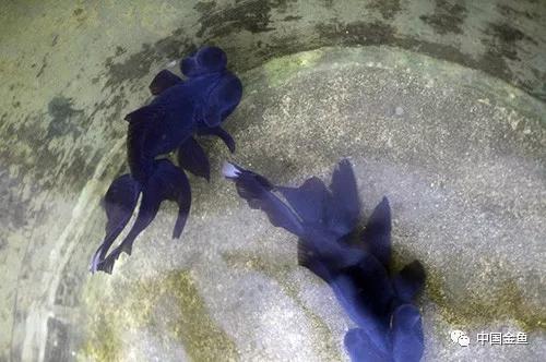 西安哪里有野生金鱼,消失的金鱼品种