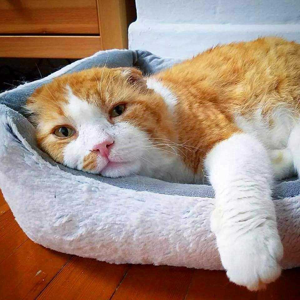 20块钱能买几只猫,20块钱买的猫