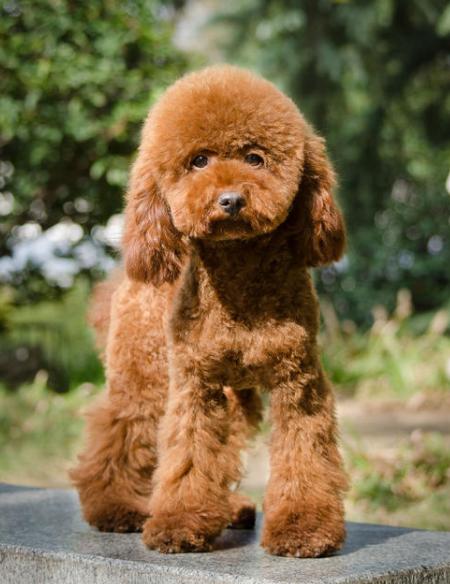 泰迪犬有这些行为说明你没有白养,泰迪犬什么都学不会怎么办