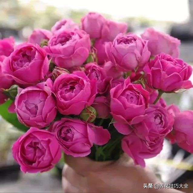 四季开花的月季又香又好养有几种,最漂亮10种盆栽月季