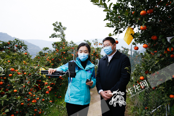 开州区长直播卖橙子,开州区长直播卖货