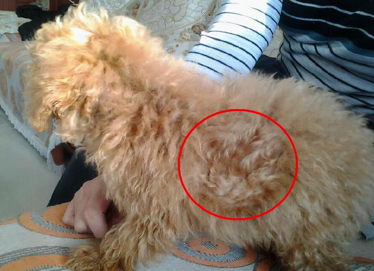 泰迪犬身上长皮屑是什么原因,泰迪狗身上一般会长哪些虫子