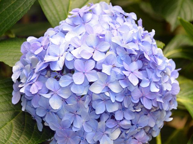 一棵绣球死了，花友找到花市老板理论，绣球也会“假死”不要放弃