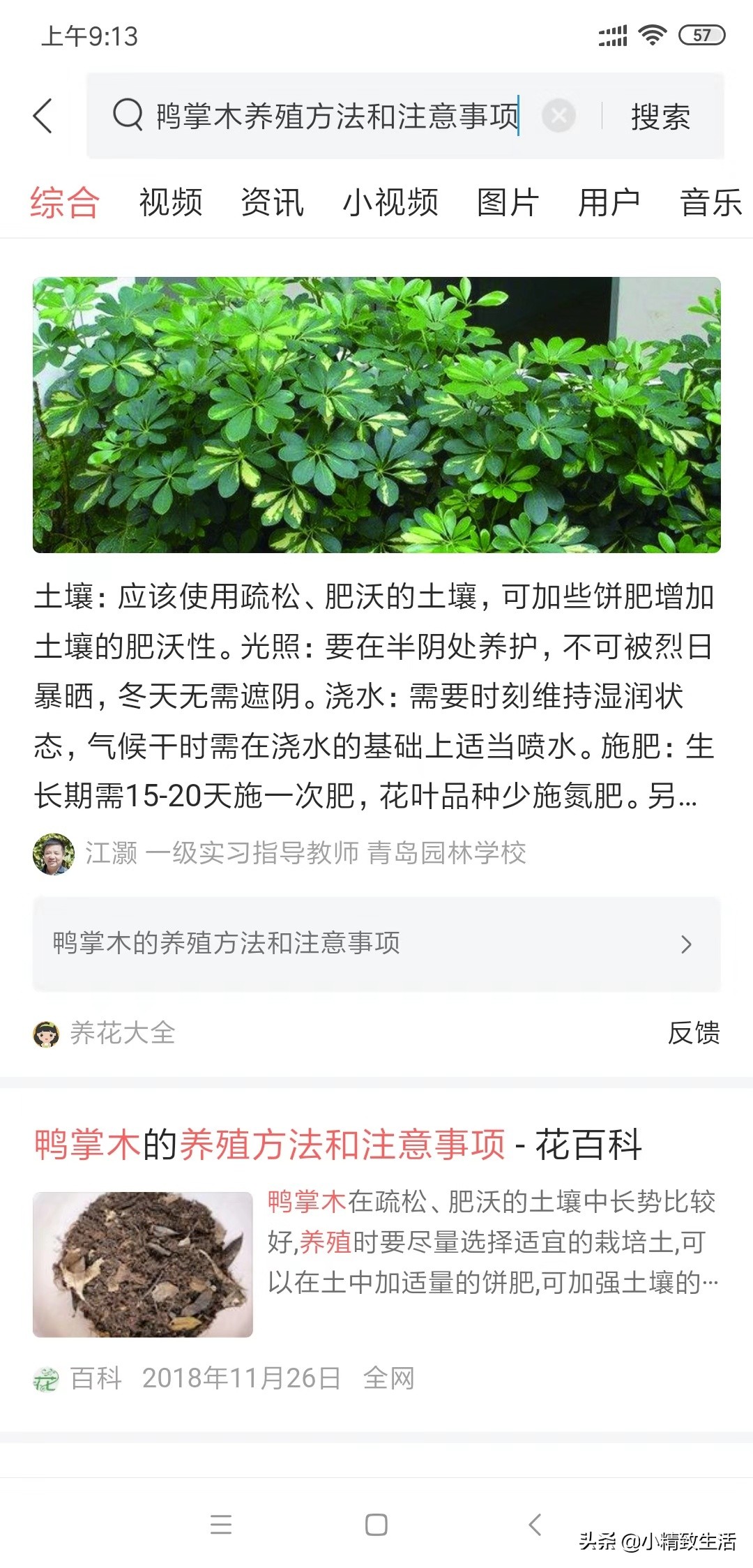 八方来财的养法,八方来财有黄叶怎么修剪