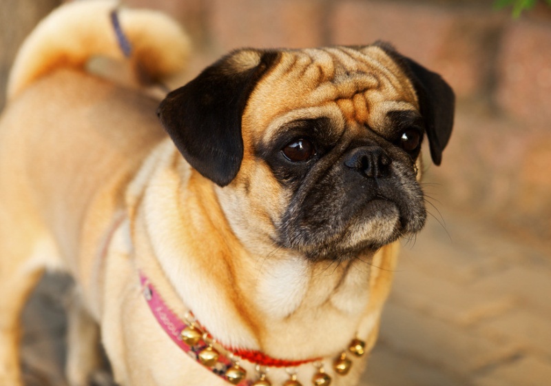 影响狗狗体型的主要因素是什么,影响狗狗美貌的常见皮肤病