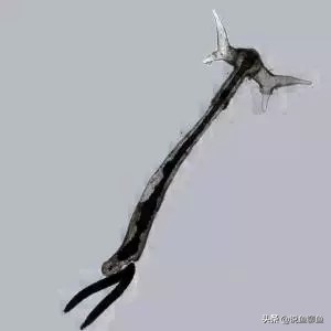 锚头蚤寄生虫怎样治疗,中国斗鱼寄生虫图片