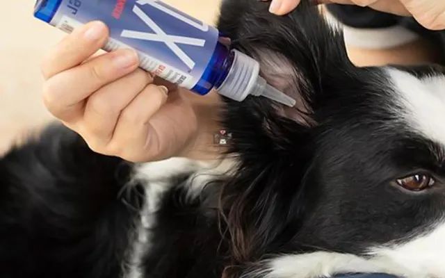 又一只狗被棉签掏聋：主人处理的方法，比耳螨更可怕