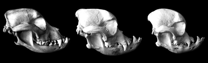 哈巴狗法国皇室,哈巴狗皇室宠物图片
