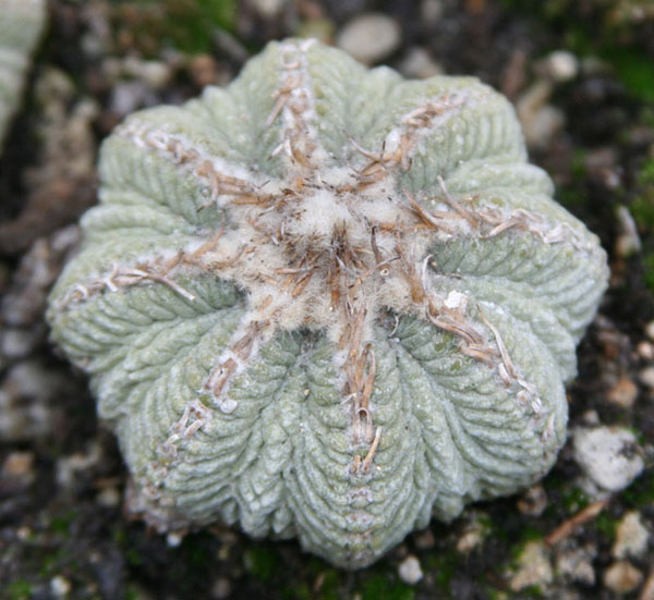 仙人掌开花美图,仙人掌介绍60多种独特的仙人掌