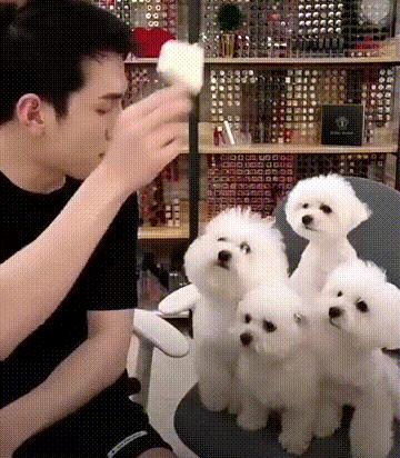 狗狗6大动作训练,学会更利于饲养生活