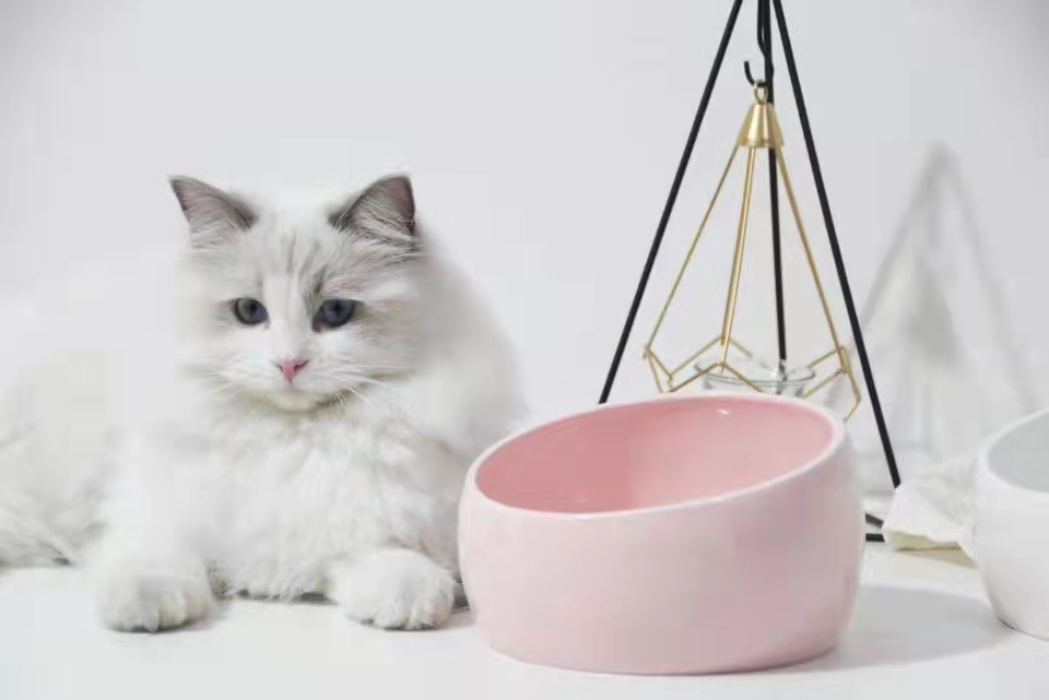 吃饱喝足猫咪一直叫,猫咪是怎么喝水的呢