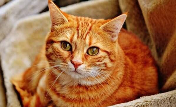 铲屎官怎么分辨自己家的猫,人生中的第一只猫