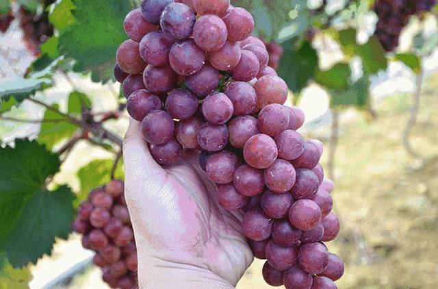 葡萄种类多吃哪种葡萄最好,怎样洗葡萄葡萄才会更好吃