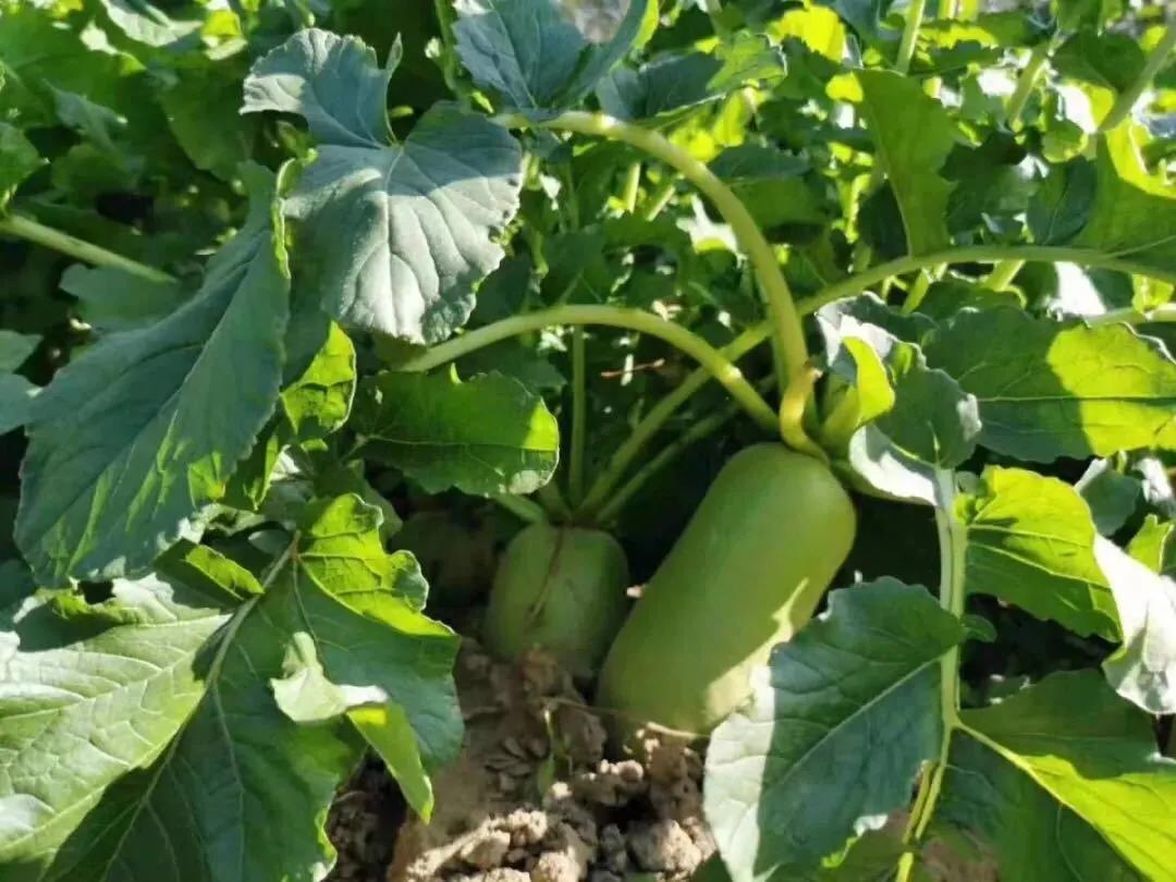 伯恩幼儿园,伯恩幼儿园一年学费