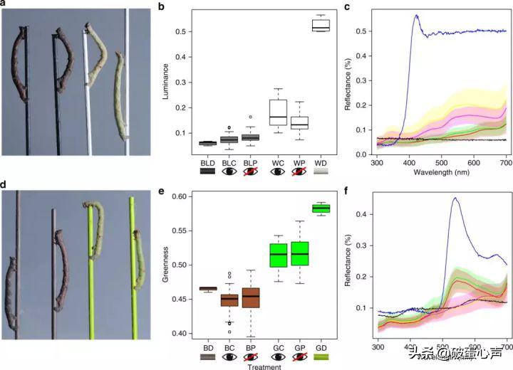 用皮肤看“视界”?谁说不可能,“变色专家”桦尺蠖自有小妙方