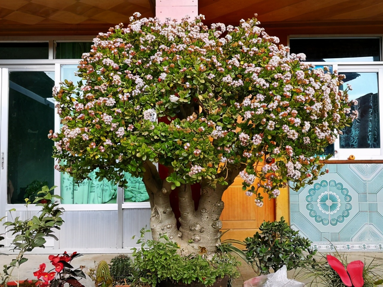 5种霸气花，个个“丑八怪”却吉利镇宅，丢在角落不管，一样爆棚