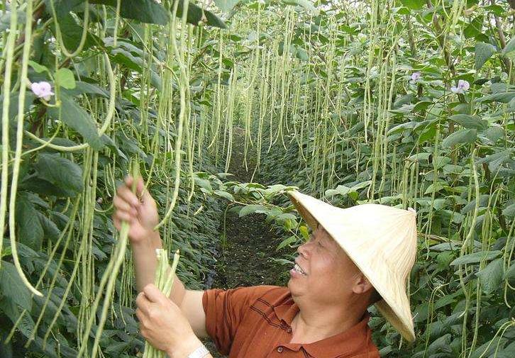 豆角只开花不结荚怎么管理,豆角叶子茂盛不爬蔓怎么回事