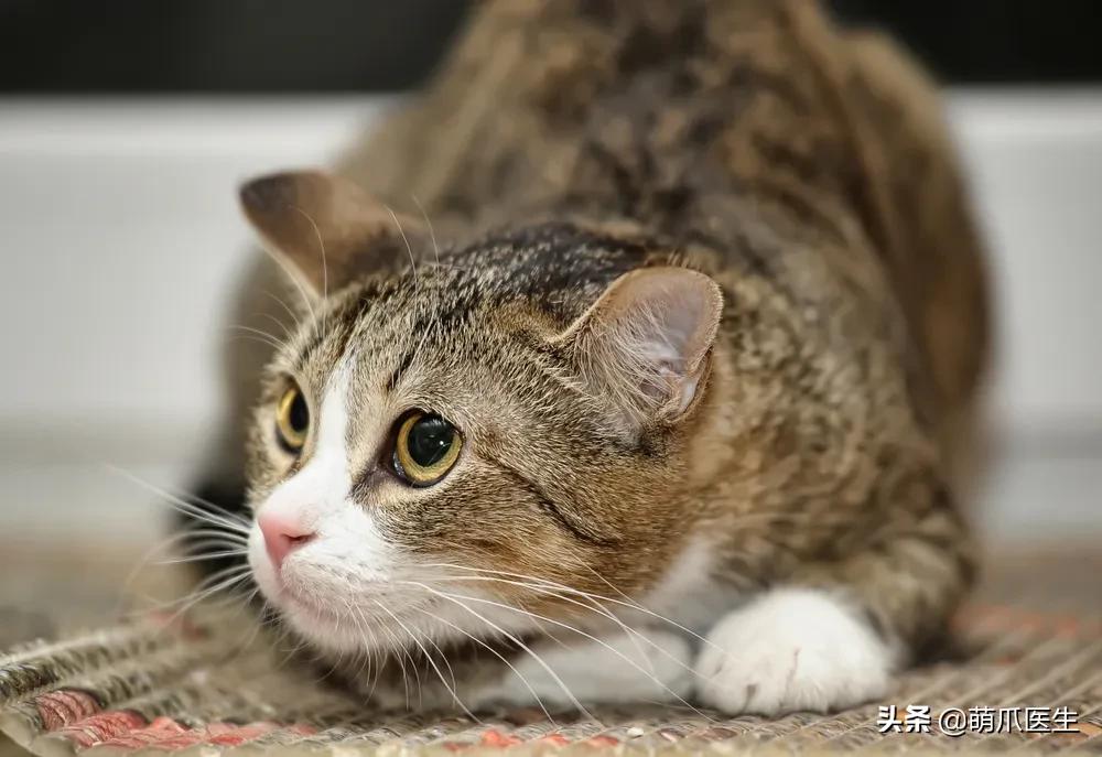 猫咪换粮拉稀能自己好吗,猫咪换粮拉稀会持续多久