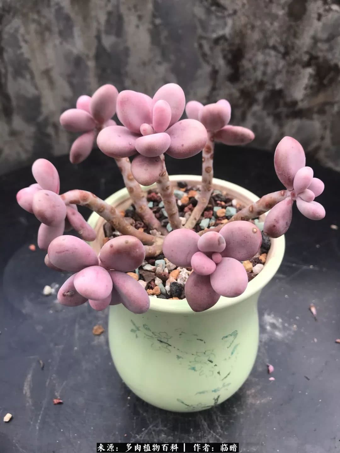 多肉带给我的感情,多肉给人们带什么作用