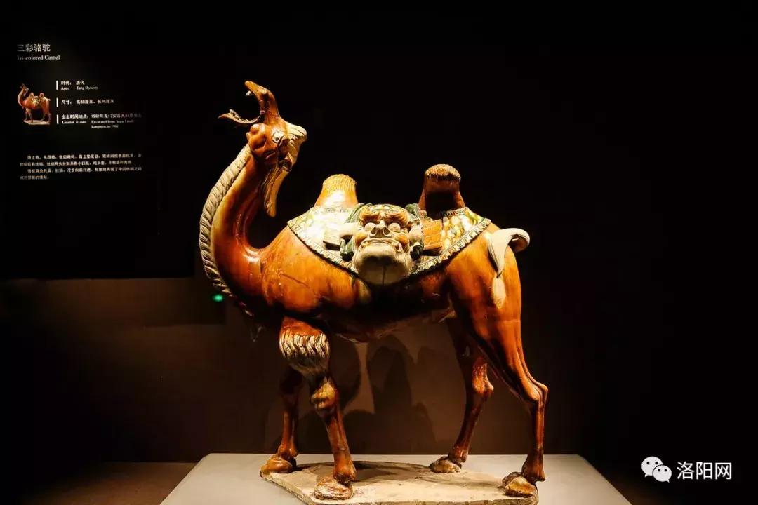 洛阳牡丹花会邀请,洛阳邀请全世界人民看牡丹