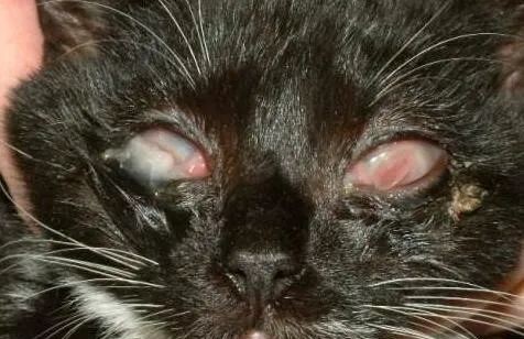 给猫咪治结膜炎要多少钱,我家一窝猫咪都有结膜炎