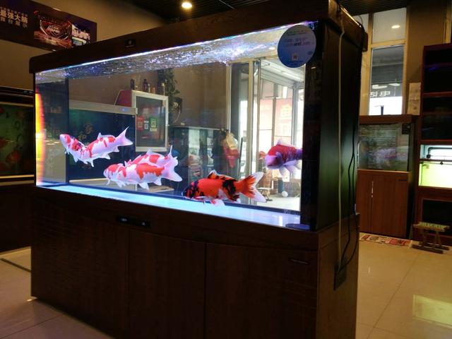 鱼缸饲养锦鲤注意事项视频,水族箱养锦鲤注意事项和禁忌