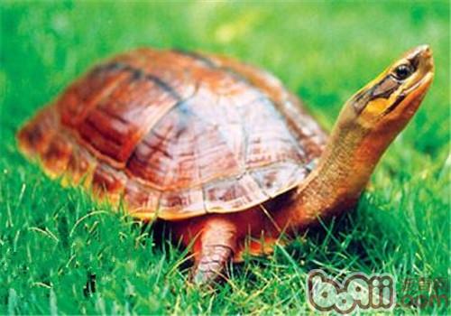 三线闭壳金钱龟买什么龟缸最好养,三线闭壳金钱龟可以深水养吗