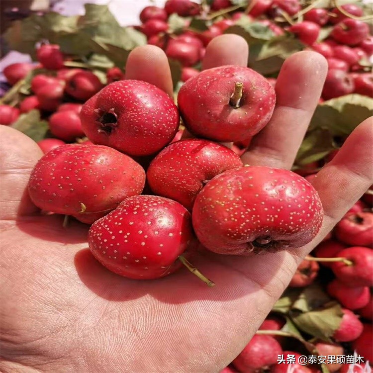 甜红子山楂新泰刘杜镇新品种甜红子山楂还是一棵有故事的山楂树