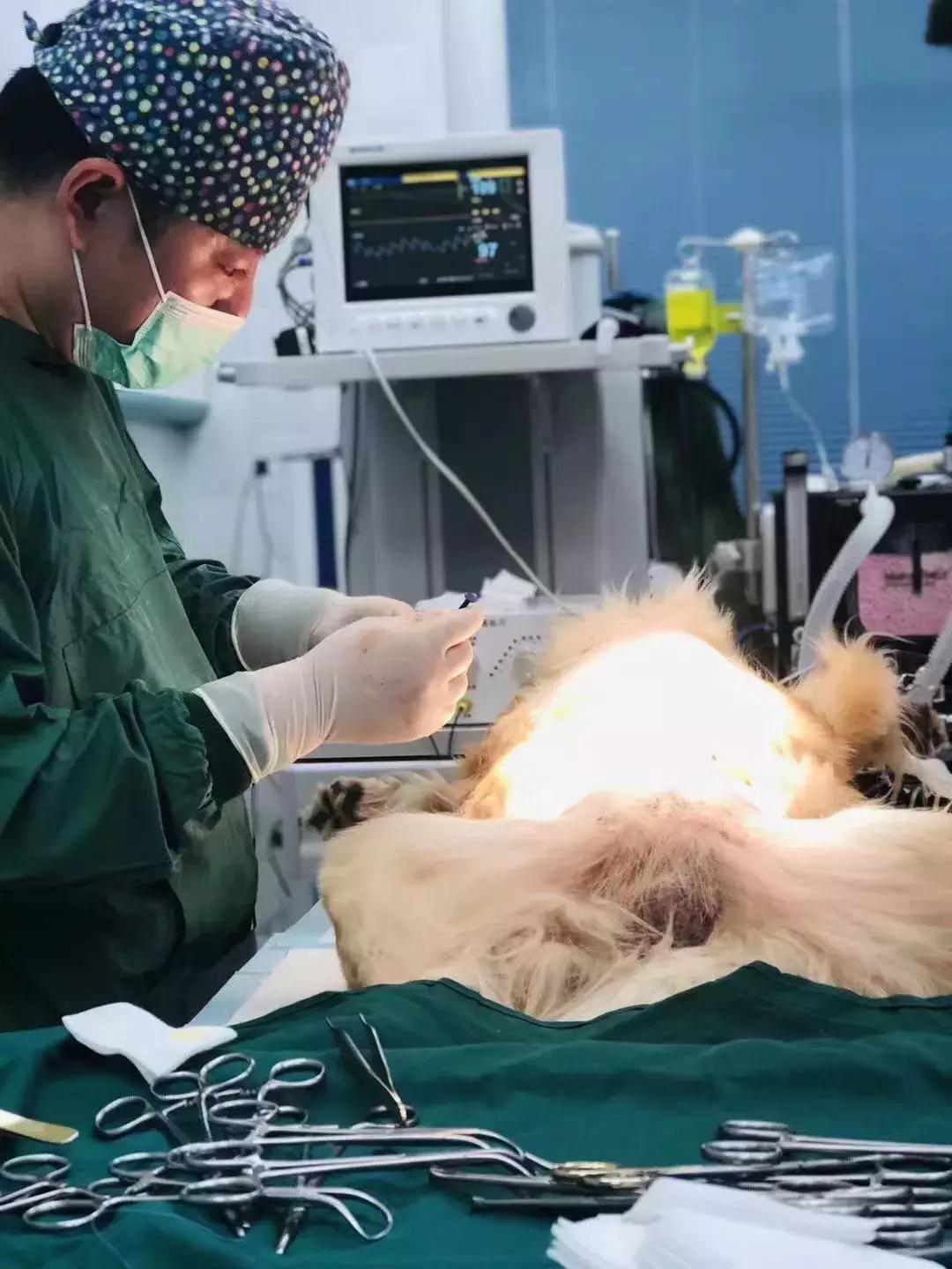 活久见?大连一金毛吞了主人衣服,医生说它有“心理疾病”!