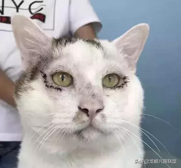 宠物整形有多可怕,宠物美容修脸