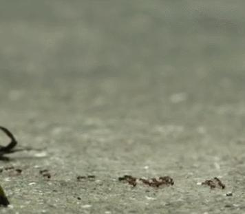 没想到日本国宝级画家，竟过着这样的生活！