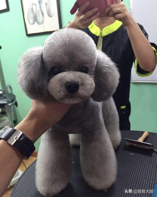 泰迪犬的秘密你知道吗,健康的泰迪犬都有哪些特别的表现