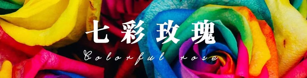 花店必备的5款玫瑰,花店最常用什么品种的玫瑰花