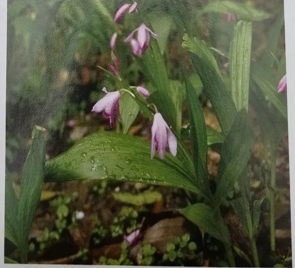 止血收敛的药有哪些,收敛止血中成药有哪些