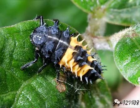 夏播玉米虫害图片大全,玉米虫害图谱高清大图