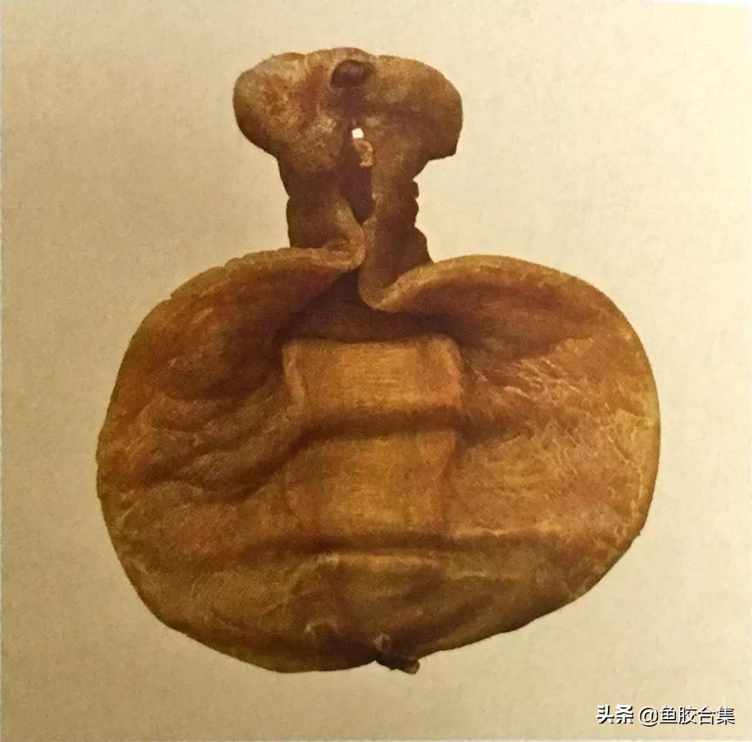 赤嘴鳘鱼鱼胶的功效和作用,赤嘴鱼胶的功效测评