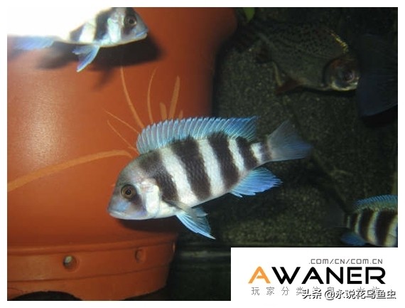 慈鲷种类图片,慈鲷科鱼品种大全