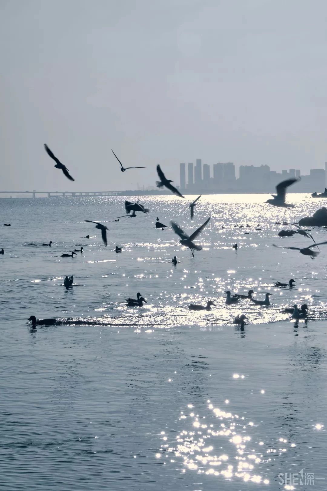 坐11号线去深圳看海,11号线碧海湾看海